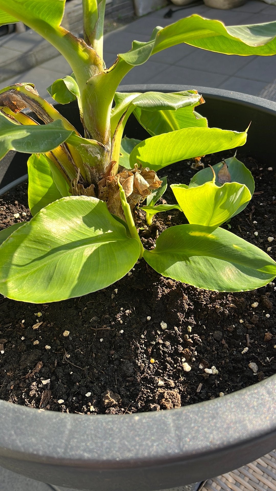 Bananenplant stekjes, Ophalen of Verzenden, Overige soorten, Volle zon