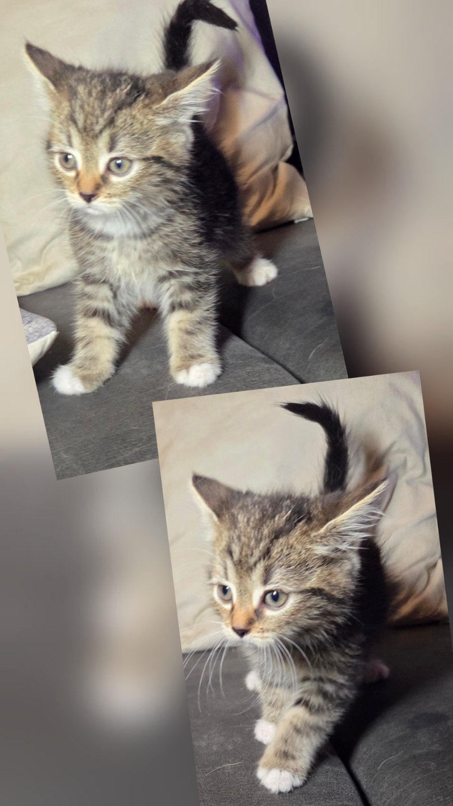 te koop europese kittens 9 weken oud, Dieren en Toebehoren, Kater, Ontwormd, 0 tot 2 jaar