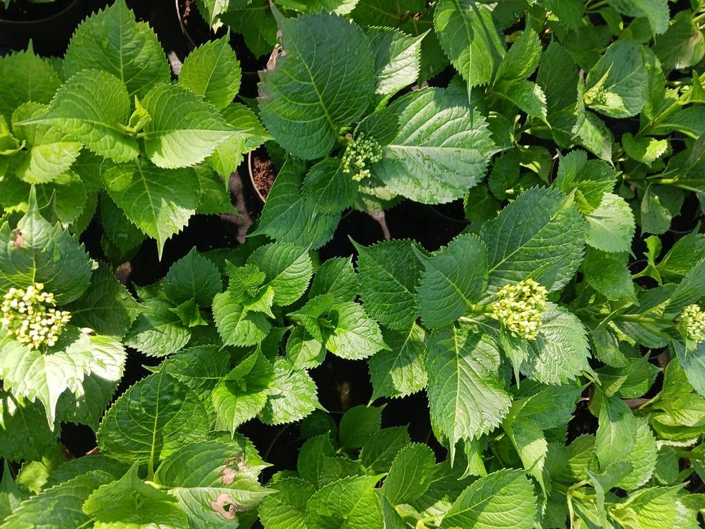 Winterharde tuinhortensia's, Ophalen, Overige soorten, Minder dan 100 cm
