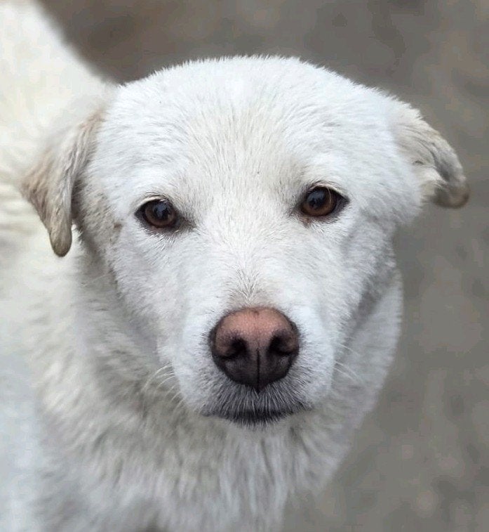 Corin zoekt een baasje, 1 tot 2 jaar, Buitenland, Eén hond, CDV (hondenziekte)