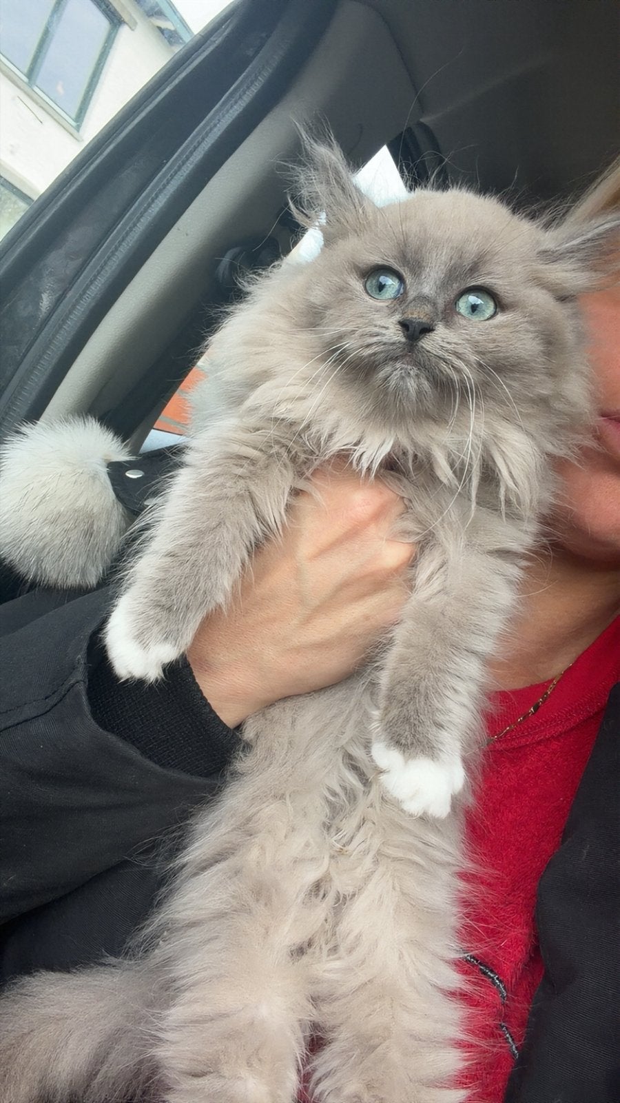 Raszuivere ragdoll kitten (m), Meerdere dieren, Langharig, 0 tot 2 jaar