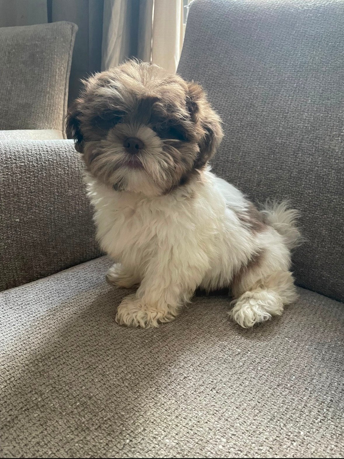 Super lieve Boomer pup! Al ingeënt en volledig gezond!, Reu, 8 tot 15 weken, Eén hond, Klein