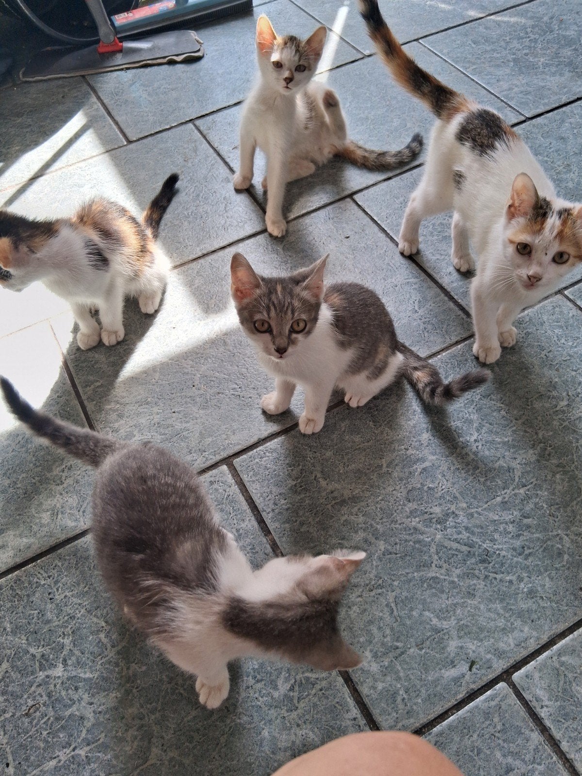 Kittens 14 weekjes oud, Dieren en Toebehoren