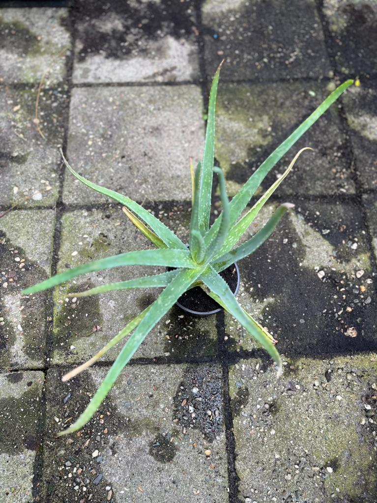 Aloe vera / Aloe barbadensis Miller — Bio plant, Ophalen of Verzenden