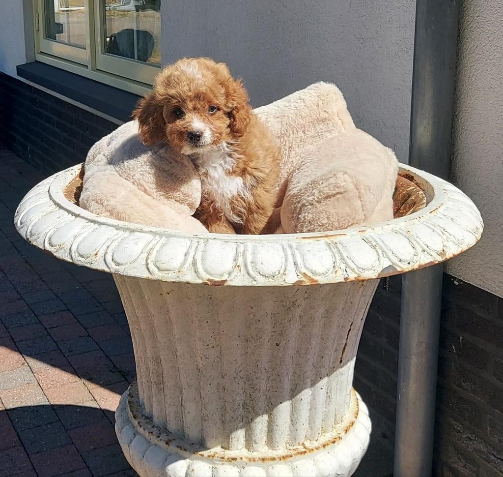 Maltipoo pup, Reu, Eén hond, Nederland, Particulier