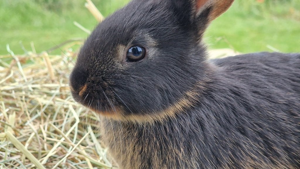 Prachtig nest van black& tan/ otter ouders, Meerdere dieren, Groot, 0 tot 2 jaar