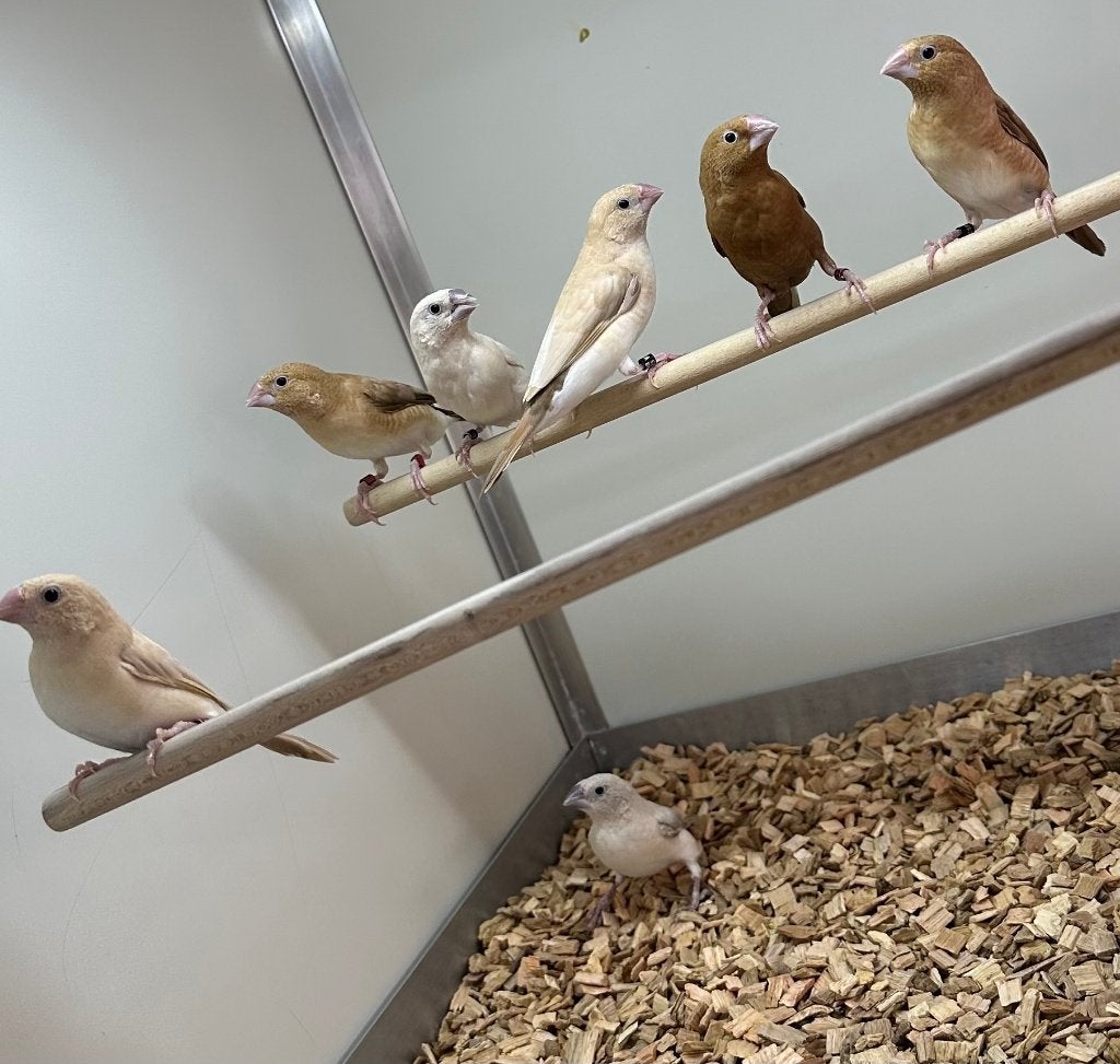 Zilverbekjes, Meerdere dieren
