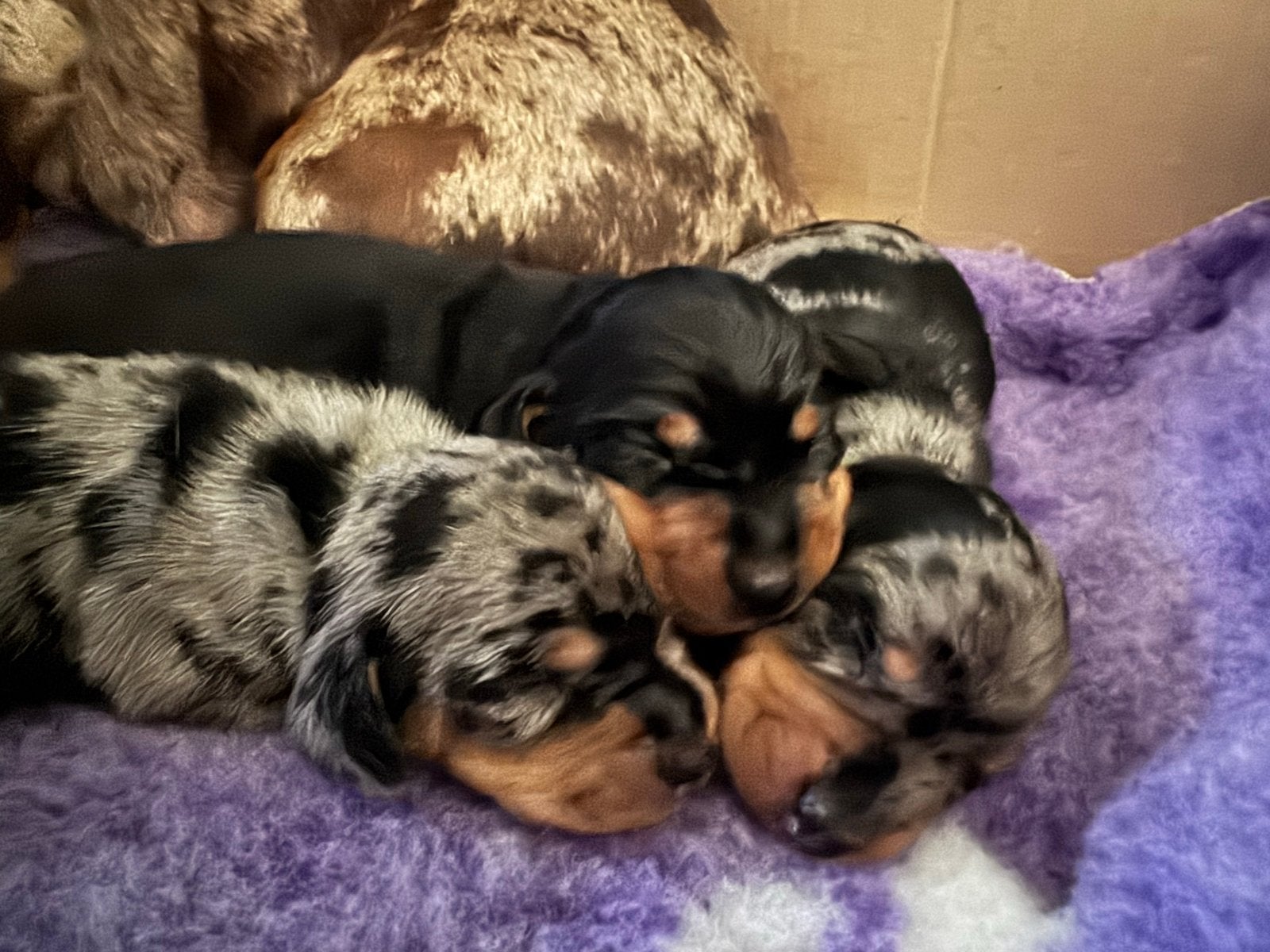 Superleuke dwerg teckel x kaninchen pups, Parvo, Reu, 8 tot 15 weken, Meerdere