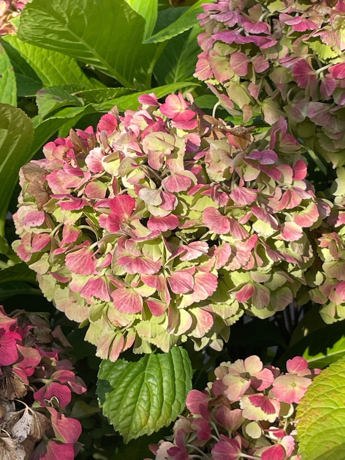 Verse Hortensia Bloemen - Per Tak, Vaste plant, Halfschaduw, Zomer, Ophalen