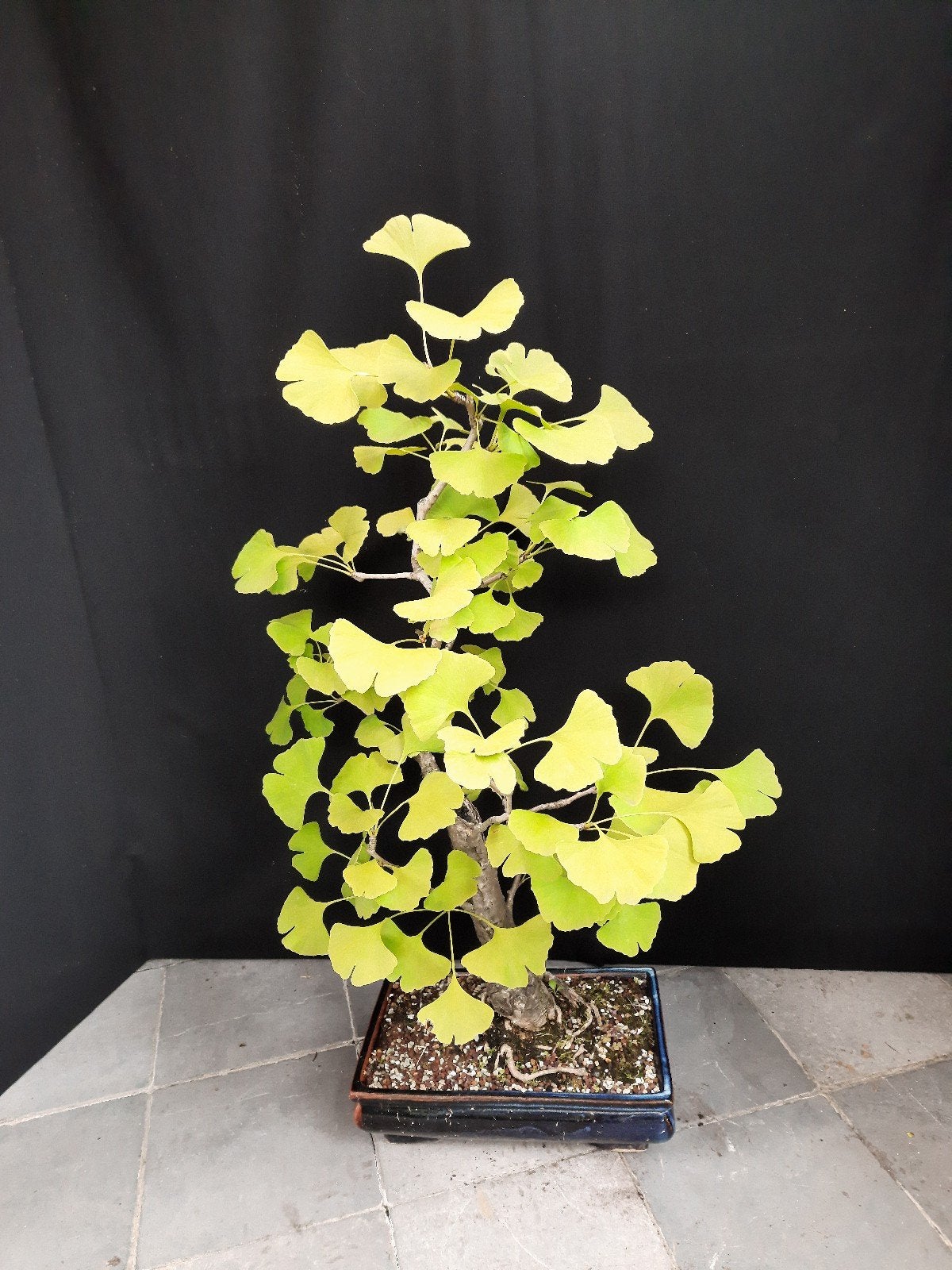 Bonsai  Ginkgo, Ophalen of Verzenden, Zomer, Volle zon, Overige soorten