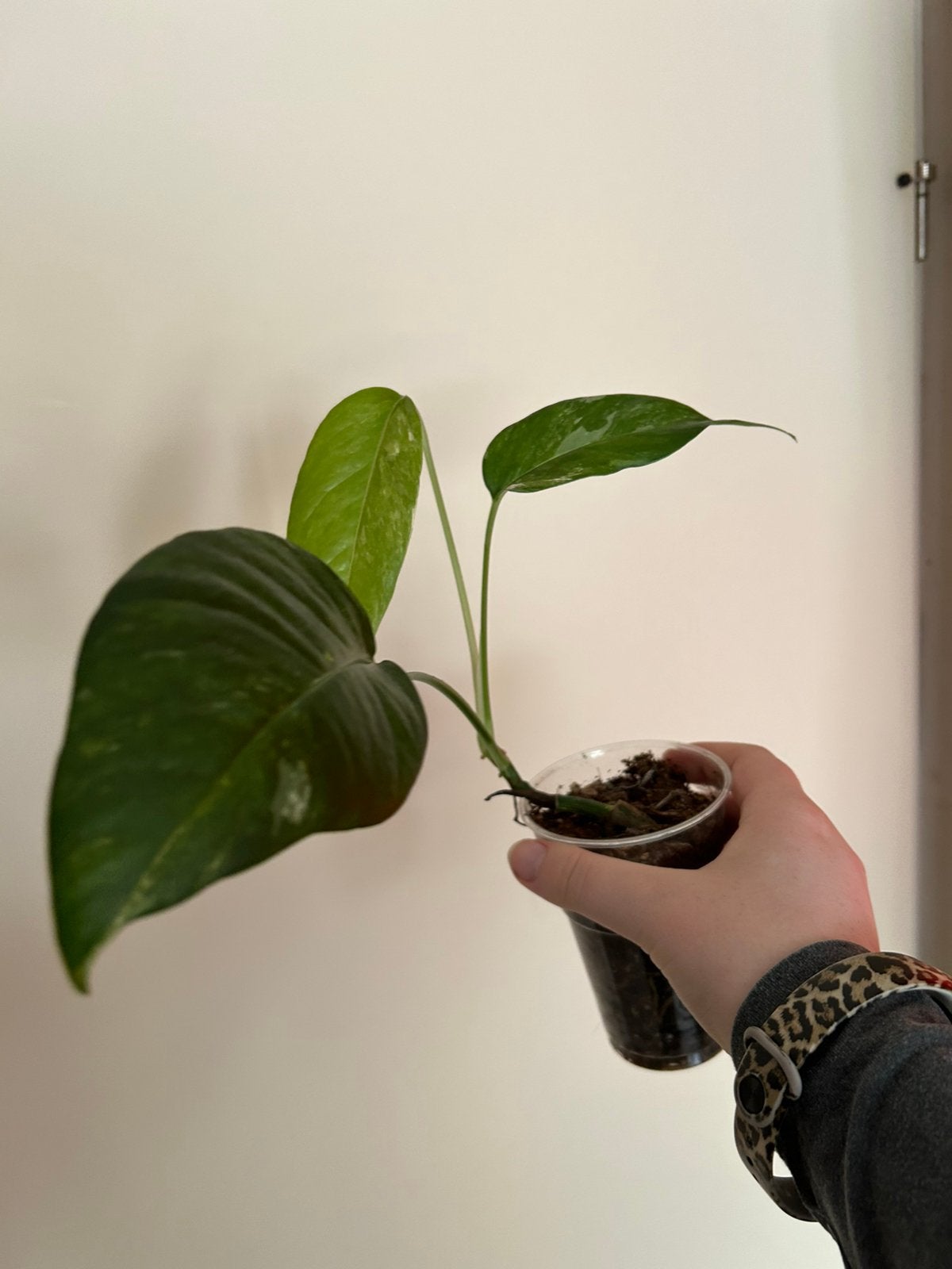 Epiprenum pinnatum variegated, Huis en Inrichting, Kamerplanten, Ophalen, Overige soorten, In pot, Minder dan 100 cm