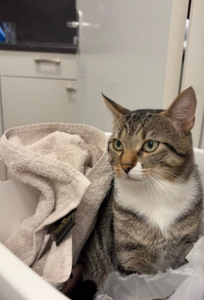 Kat op te halen half tabby half bengaal, Dieren en Toebehoren, Katten en Kittens | Overige Katten, Kater