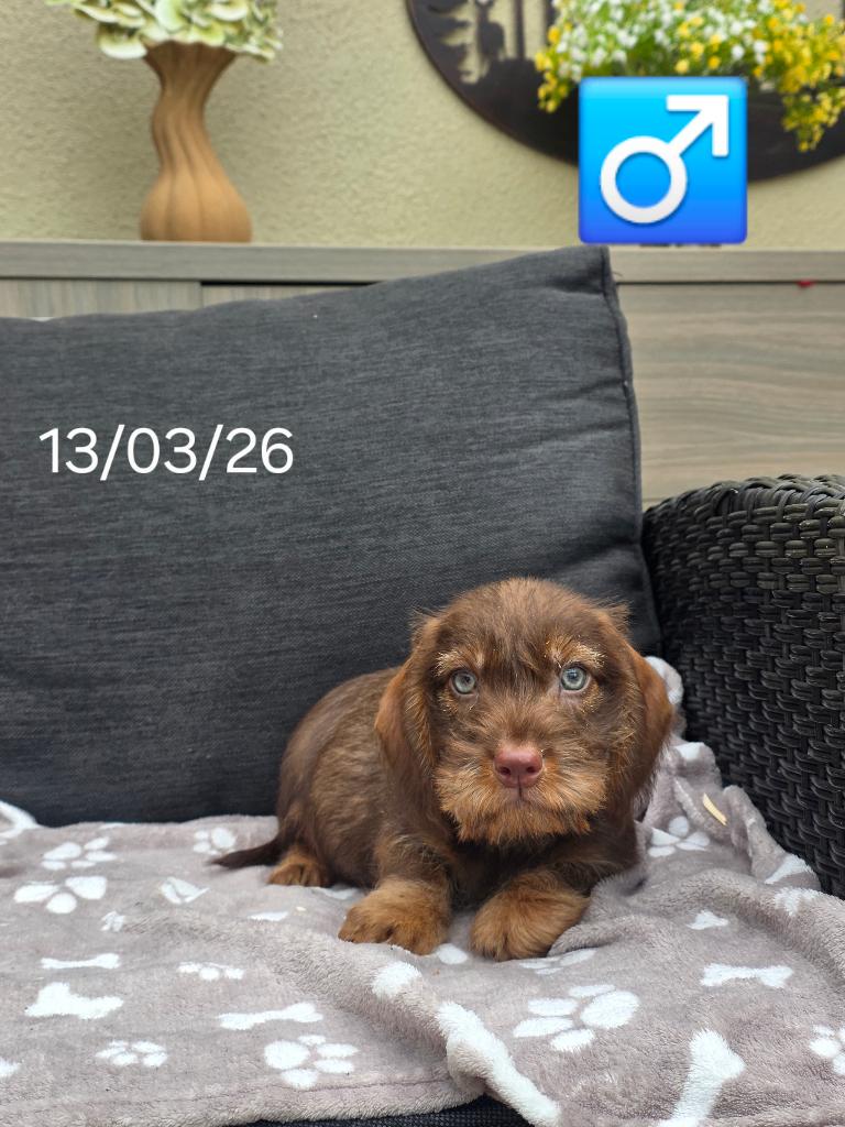 mooie ruwhaar teckel pups, België, 15 weken tot 1 jaar, Reu, Dwerg