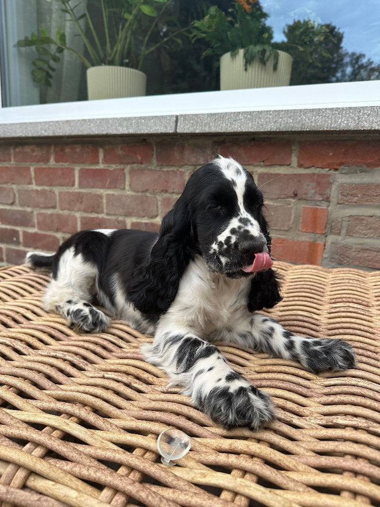Engelse Cocker Spaniël – teefje, België, Fokker | Hobbymatig, 8 tot 15 weken, Teef
