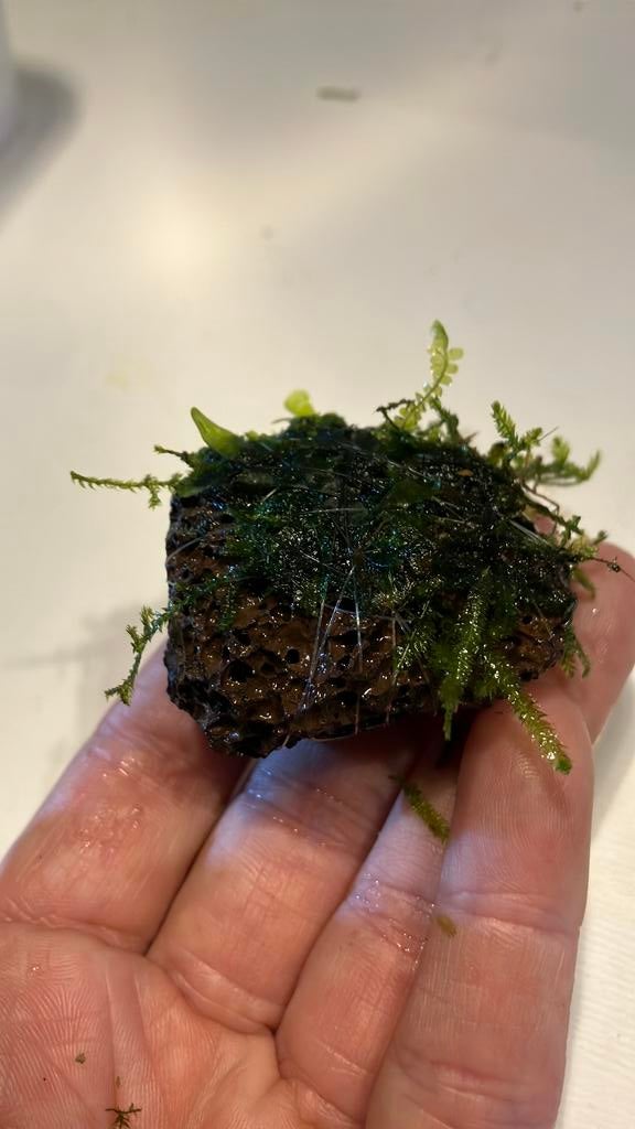 Aquarium plant 2 soorten mos op lavasteentje, Dieren en Toebehoren, Vissen | Aquaria en Toebehoren, Ophalen of Verzenden, Zo goed als nieuw