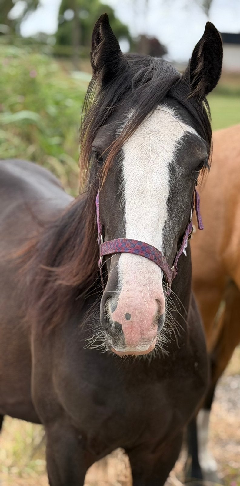 OPZOEK NAAR JE DROOMPAARD BEKIJK DEZE PRACHTIGE GYPSY MARE⚜️, Dieren en Toebehoren, Pony's, Met stamboom, 0 tot 2 jaar, Onbeleerd