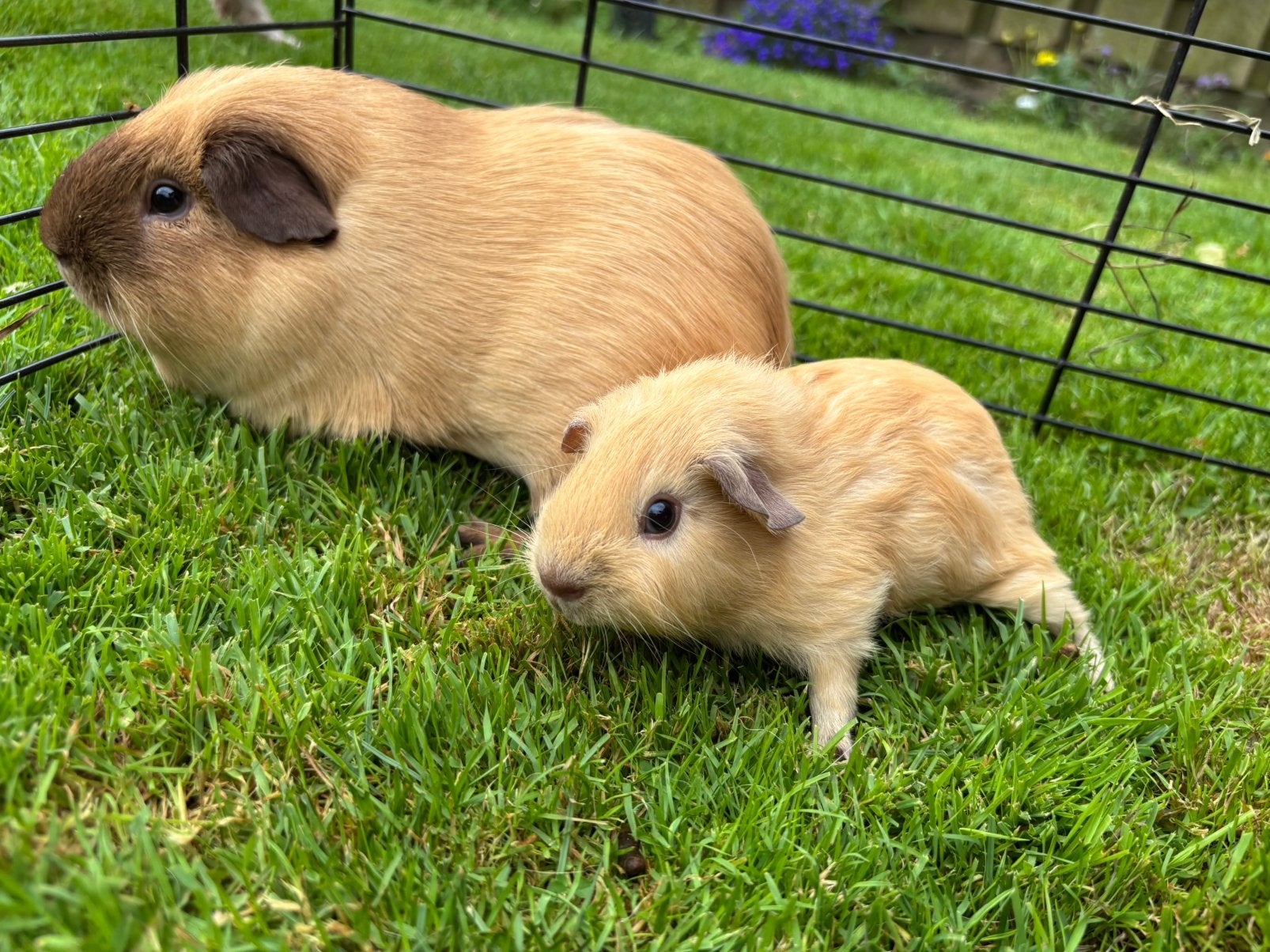 Leuk koppeltje (knuffel)beren crème Cali/california, Cavia, Juni, Mannelijk, Tam