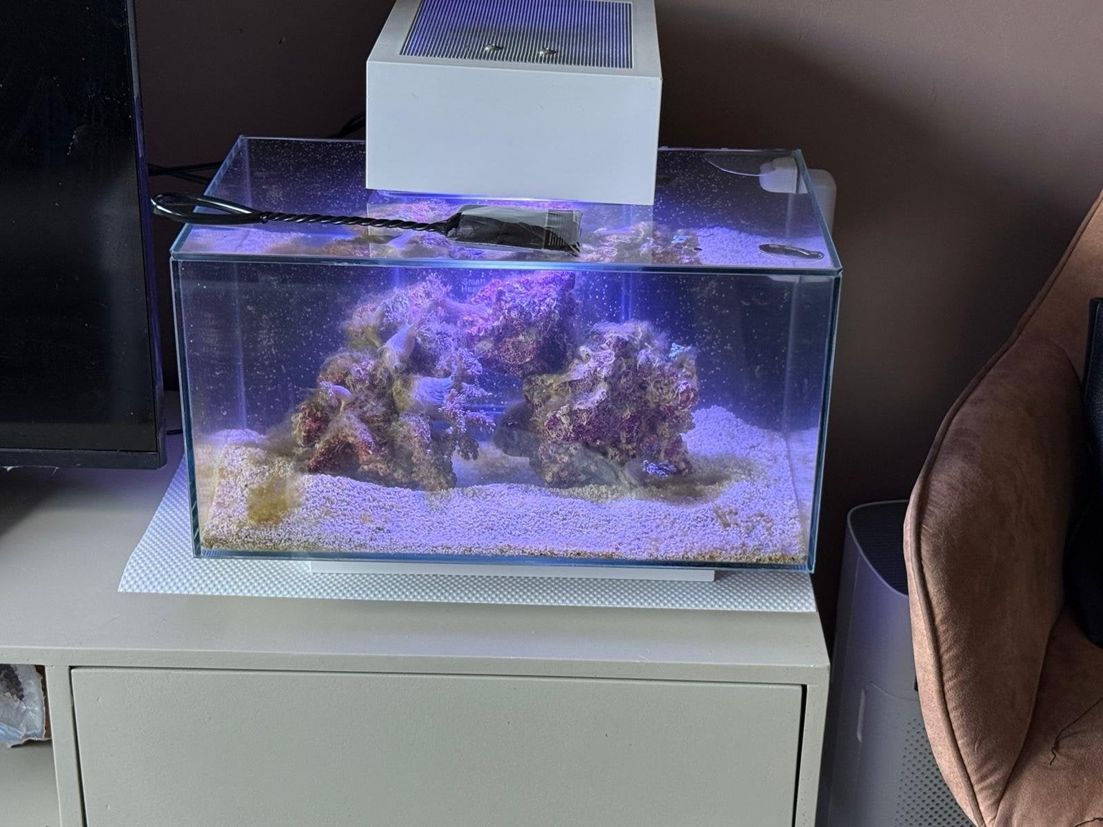 Zee aquarium, Ophalen, Gevuld zeewateraquarium, Gebruikt, Fluval