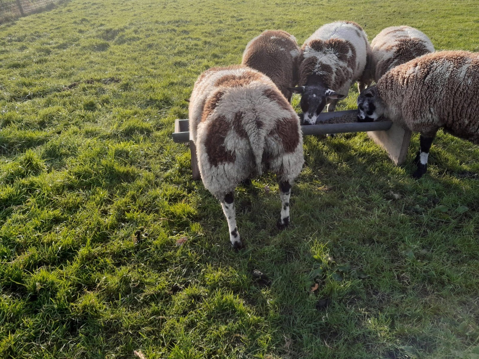 Bonte Schapenwol GRATIS, Geslacht onbekend, Schaap