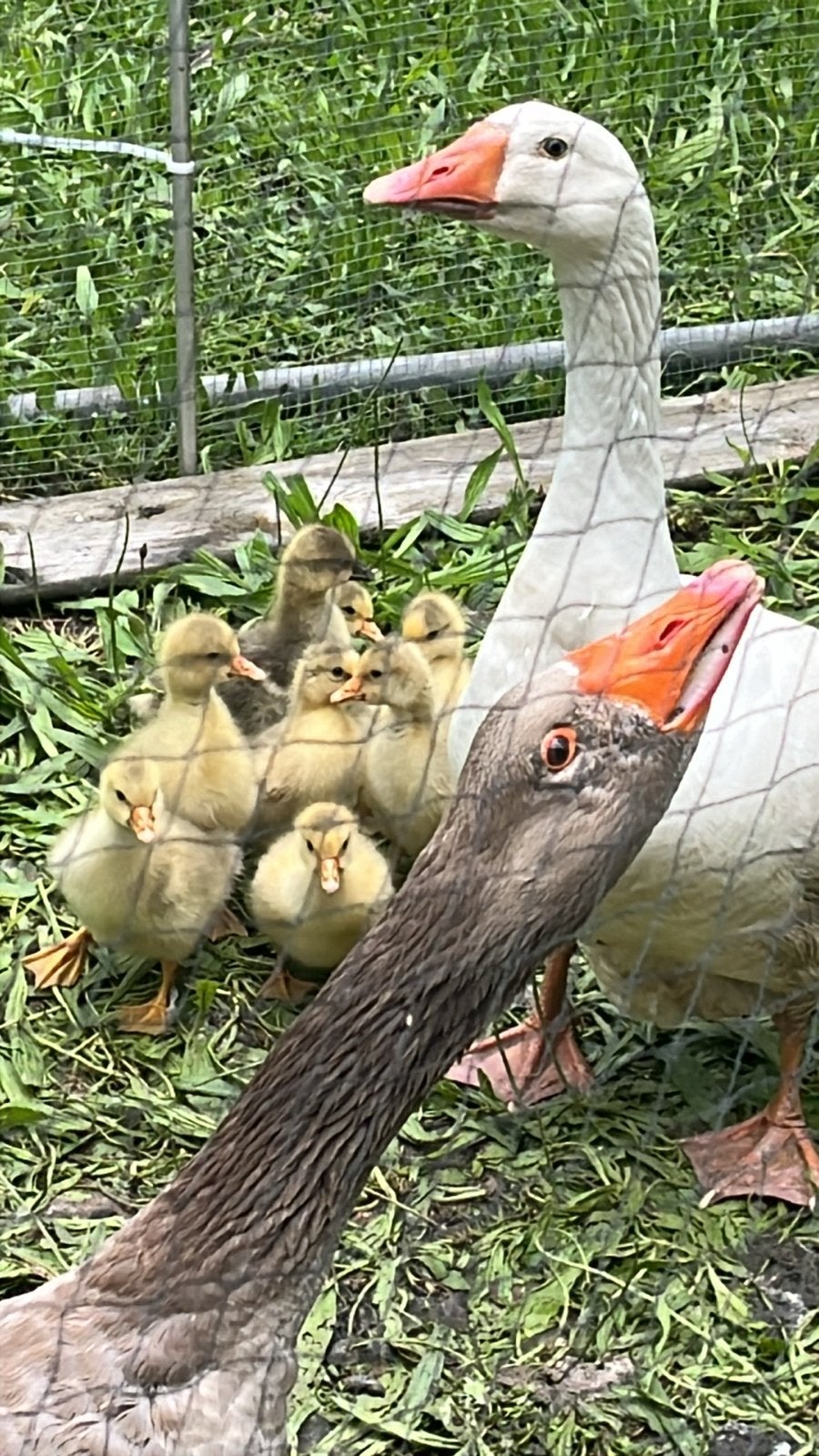 Ganzenkuikens, Dieren en Toebehoren, Pluimvee, Meerdere dieren, Kip
