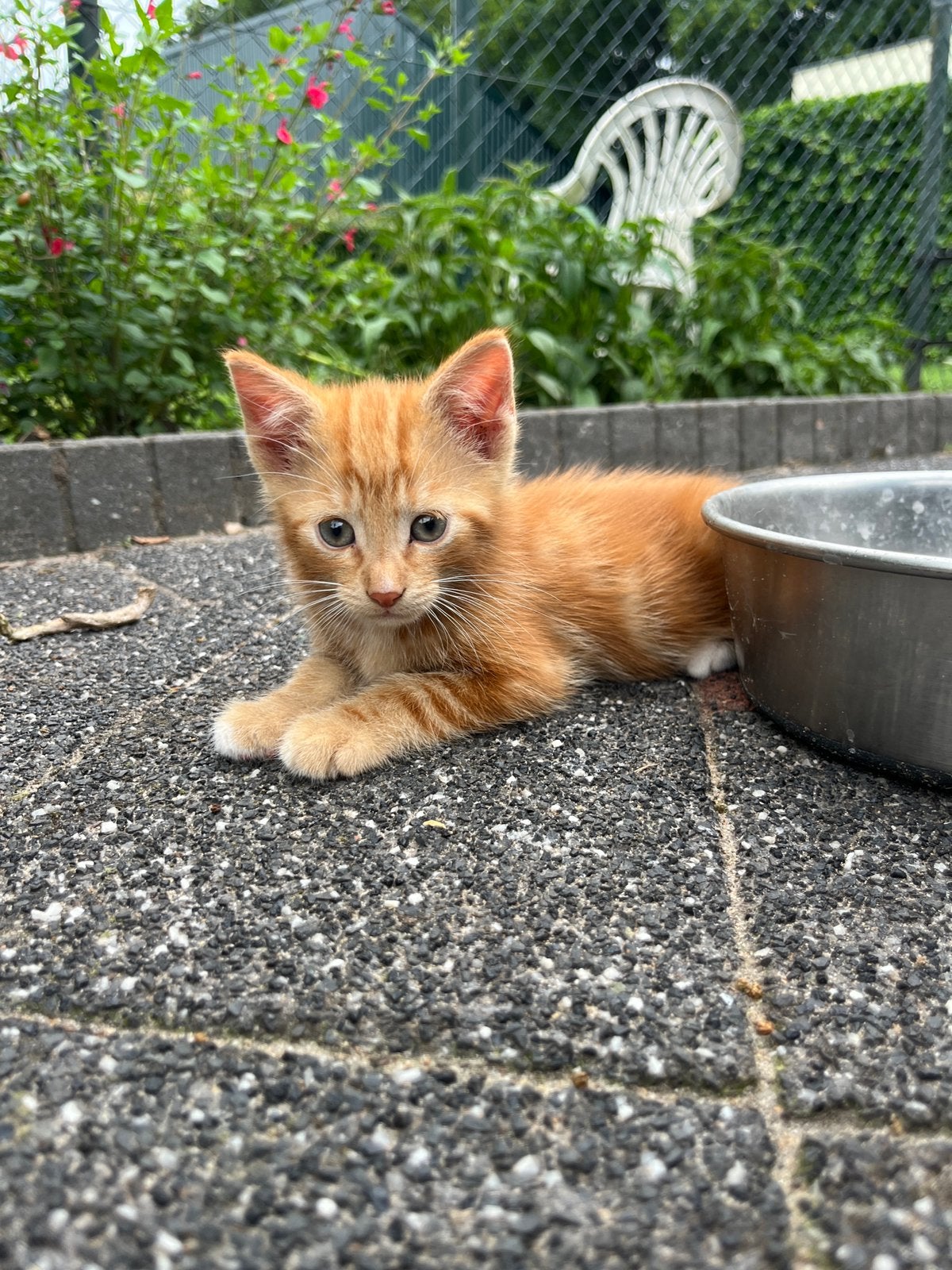 Kittens, Dieren en Toebehoren, Meerdere dieren, Kortharig, 0 tot 2 jaar