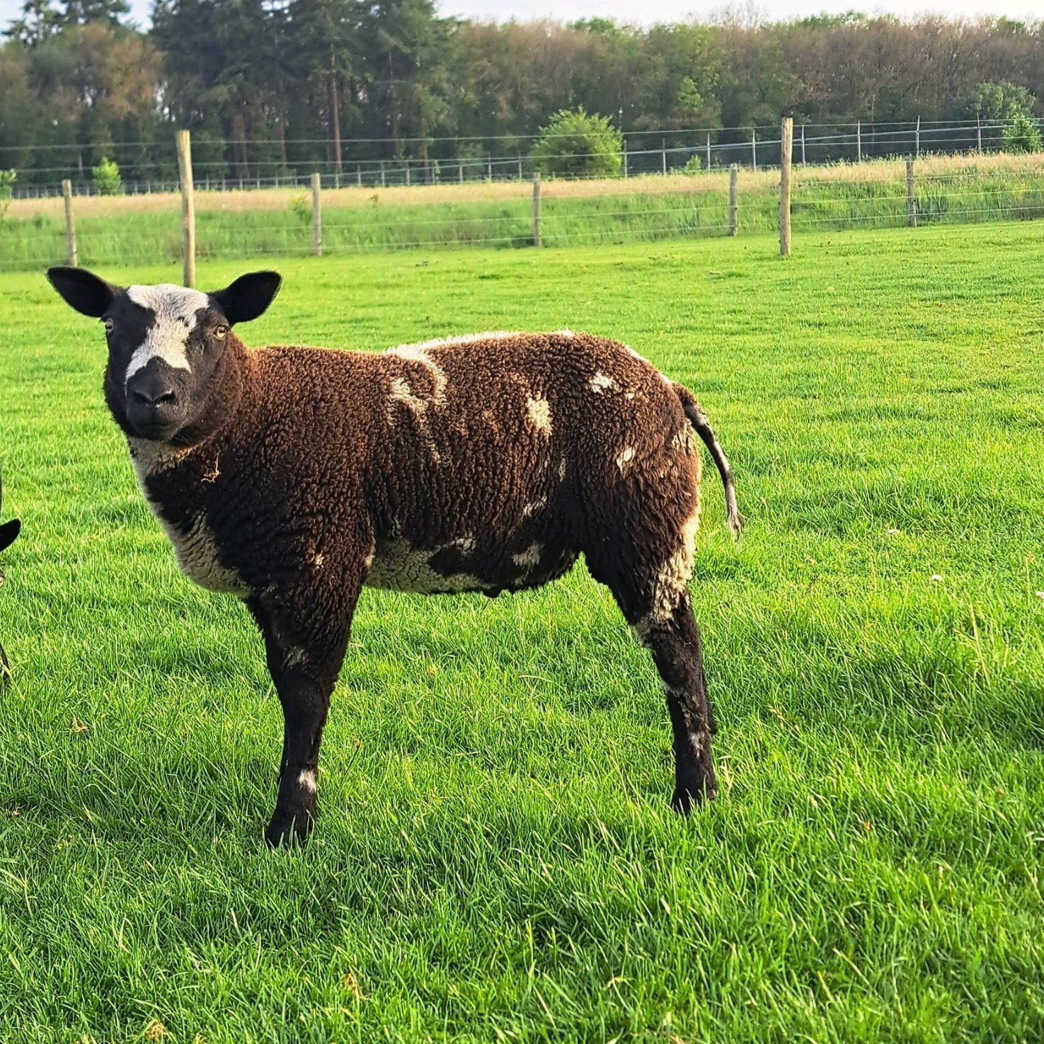 3 bonte rammen, Dieren en Toebehoren, Mannelijk, Schaap, 0 tot 2 jaar