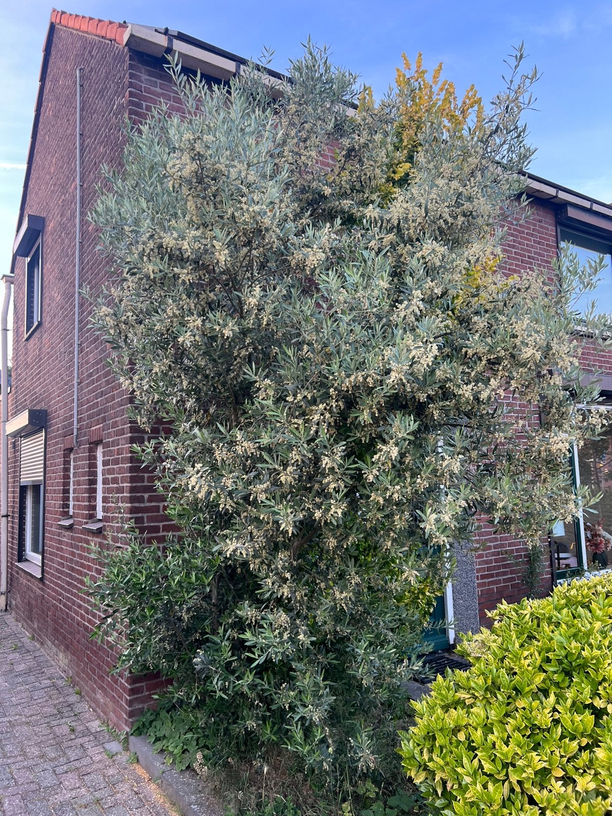 Grote olijfboom zelf eruit halen!, Tuin en Terras, Planten | Bomen, Bloeit niet, Olijfboom, 250 tot 400 cm, Ophalen