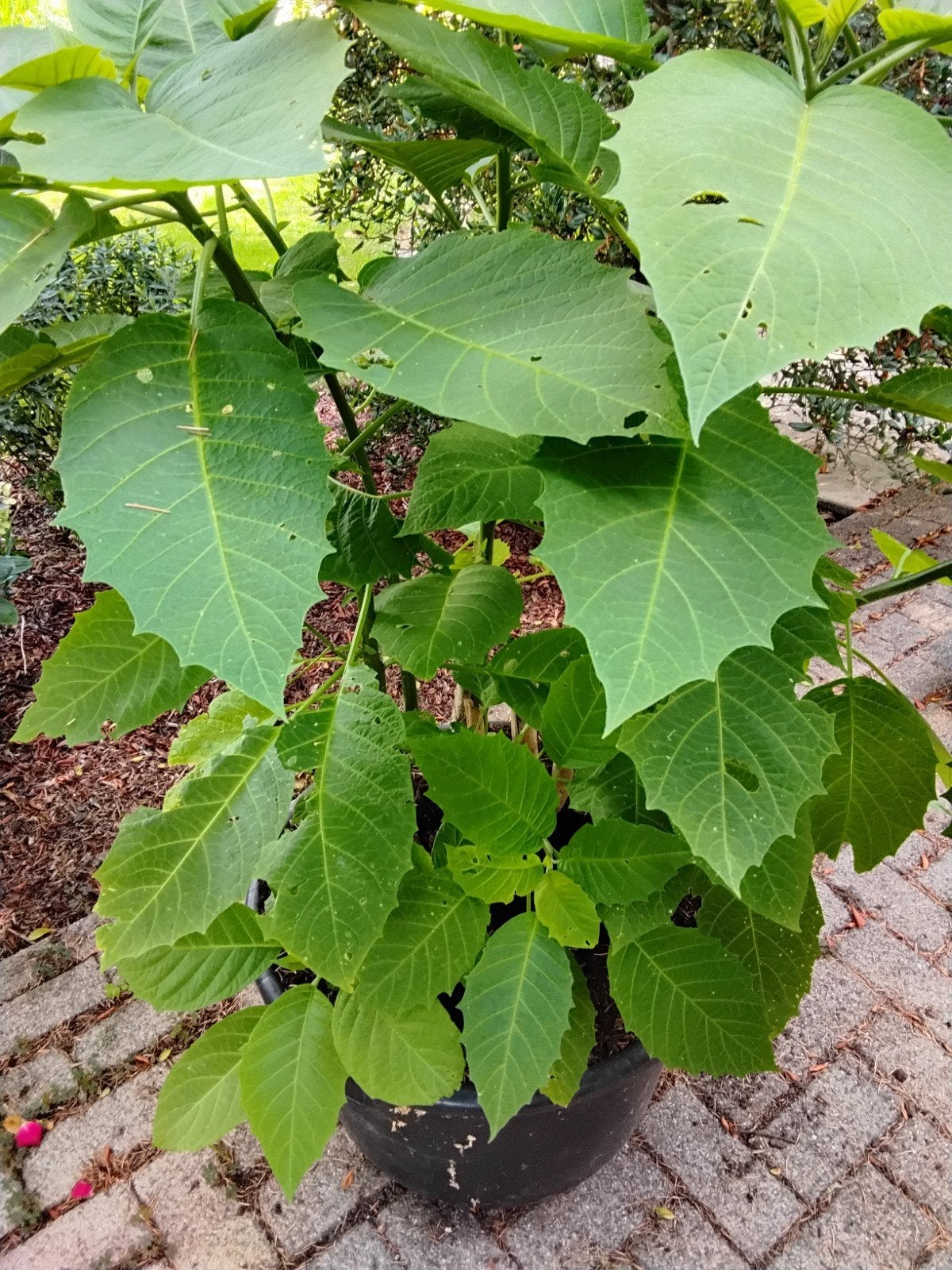 Brugmansia (Trompetplant) te koop aangeboden, Ophalen
