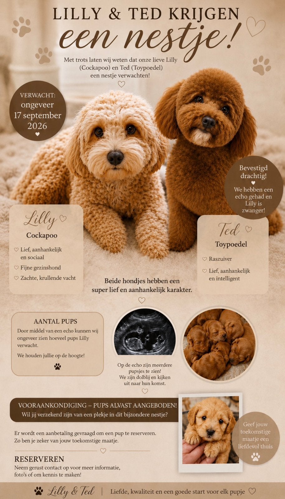 Vooraankondiging pups cockapoo / toypoedel, Dieren en Toebehoren, Honden | Chihuahua's en Gezelschapshonden, Poedel, Parvo, 8 tot 15 weken