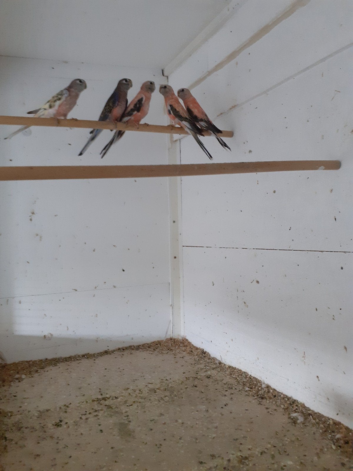 Te koop bourkes parkieten, Meerdere dieren, Kleurkanarie