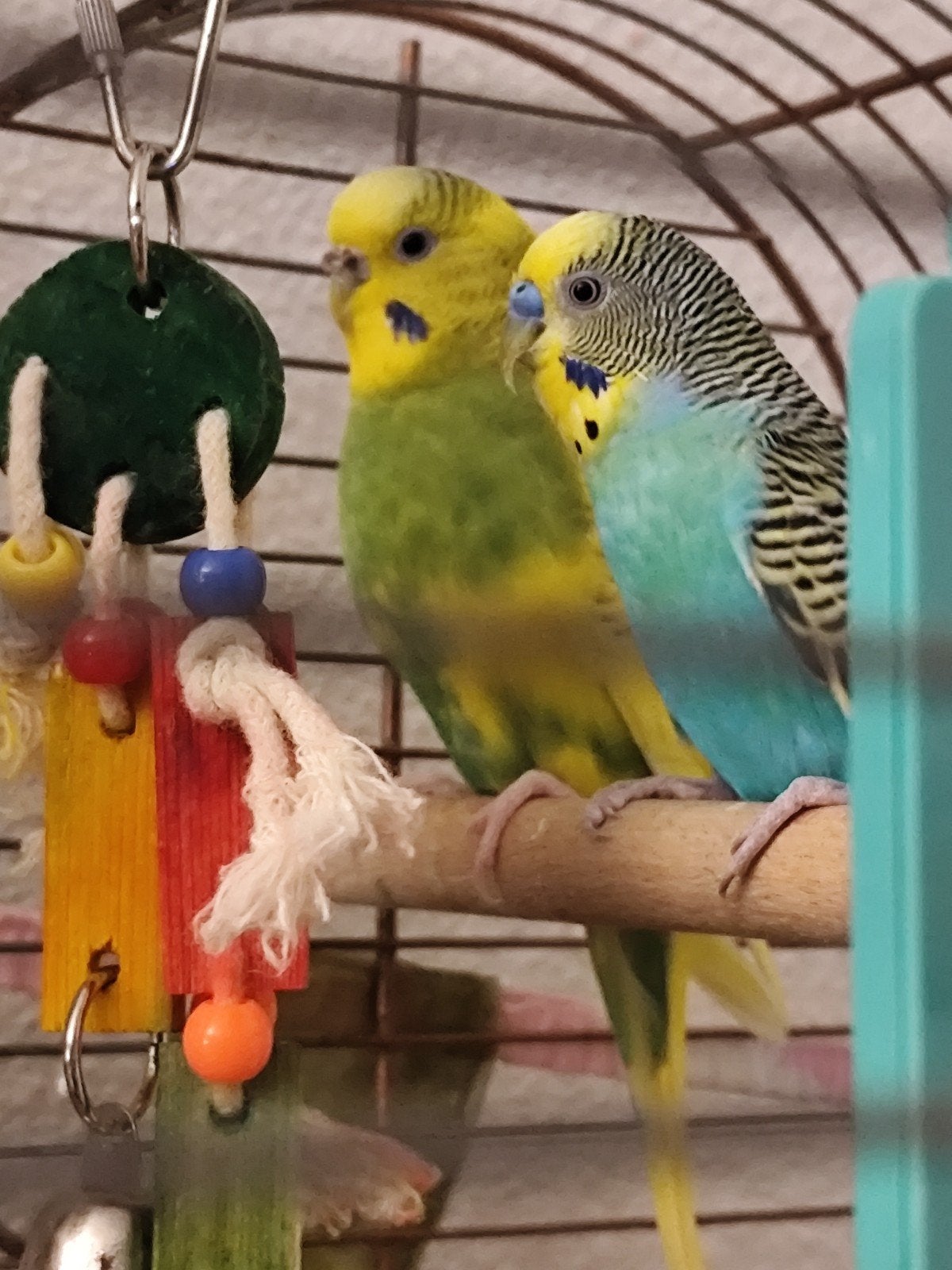 2 Grasparkieten inclusief ruime vogelkooi en accessoires, Meerdere dieren, Parkiet