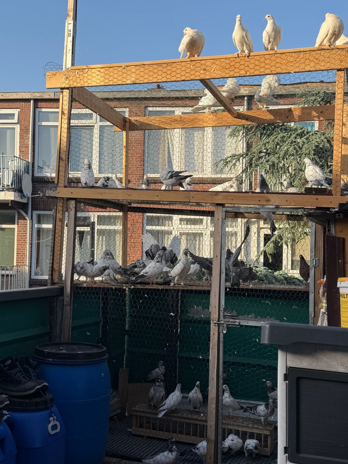 soorten hoog, Meerdere dieren