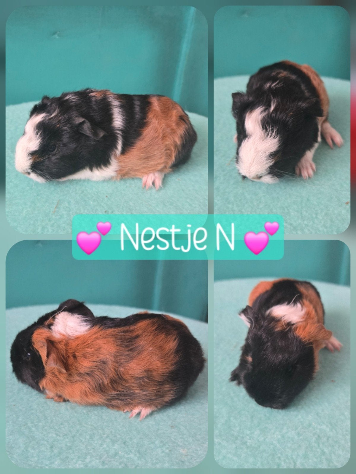 CH Teddy cavia beertjes, Dieren en Toebehoren, Cavia, Mannelijk, Tam, September