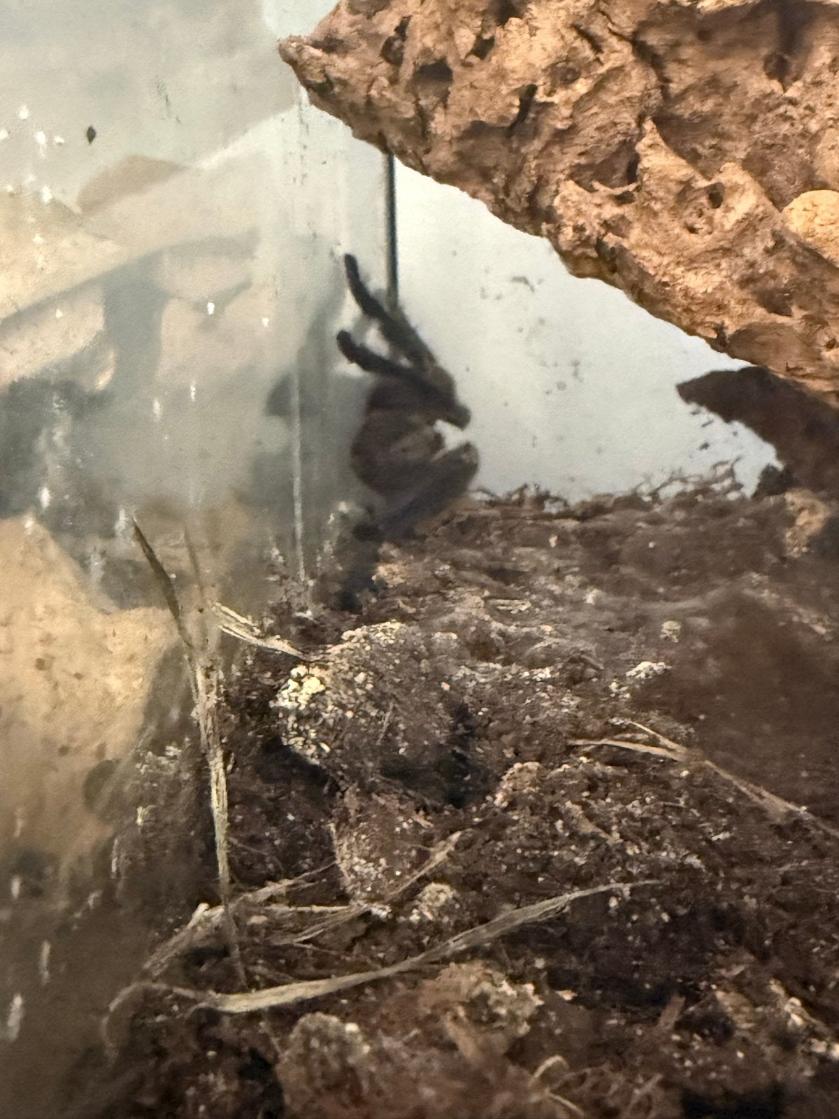 Poecilotheria metallica, Dieren en Toebehoren, Spin of Schorpioen