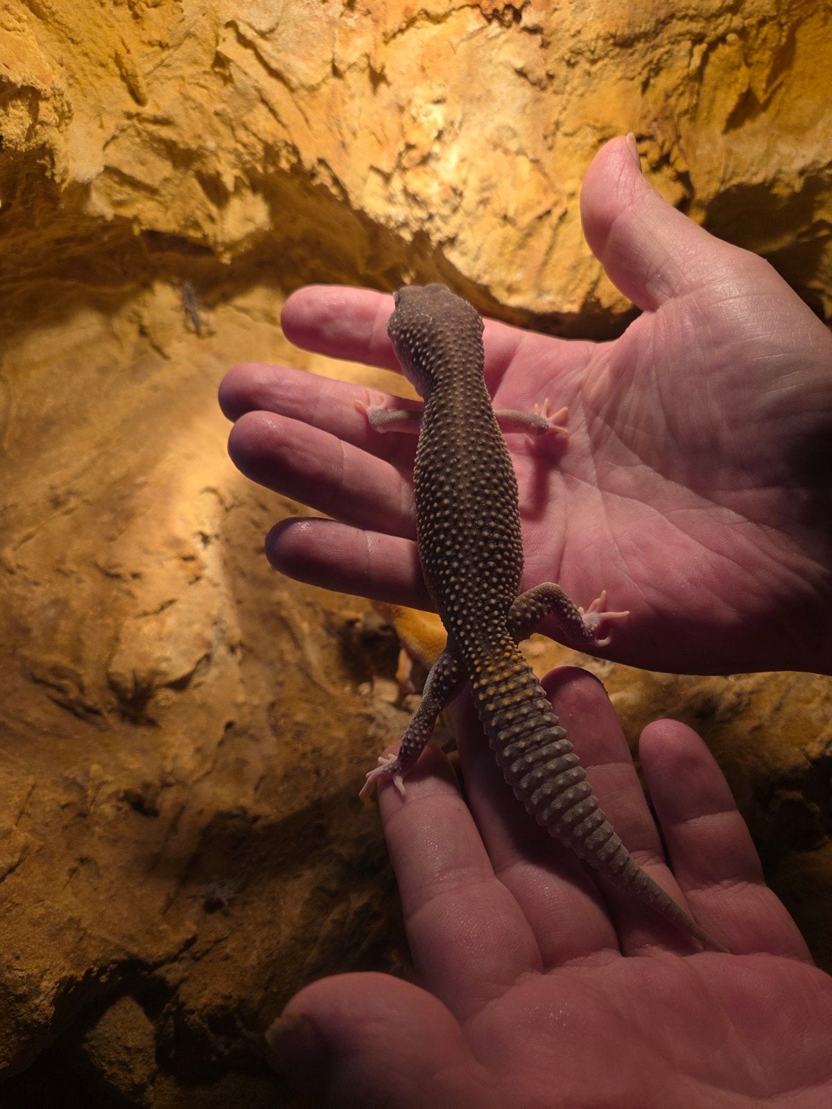 luipaardgekko man, Hagedis, 0 tot 2 jaar