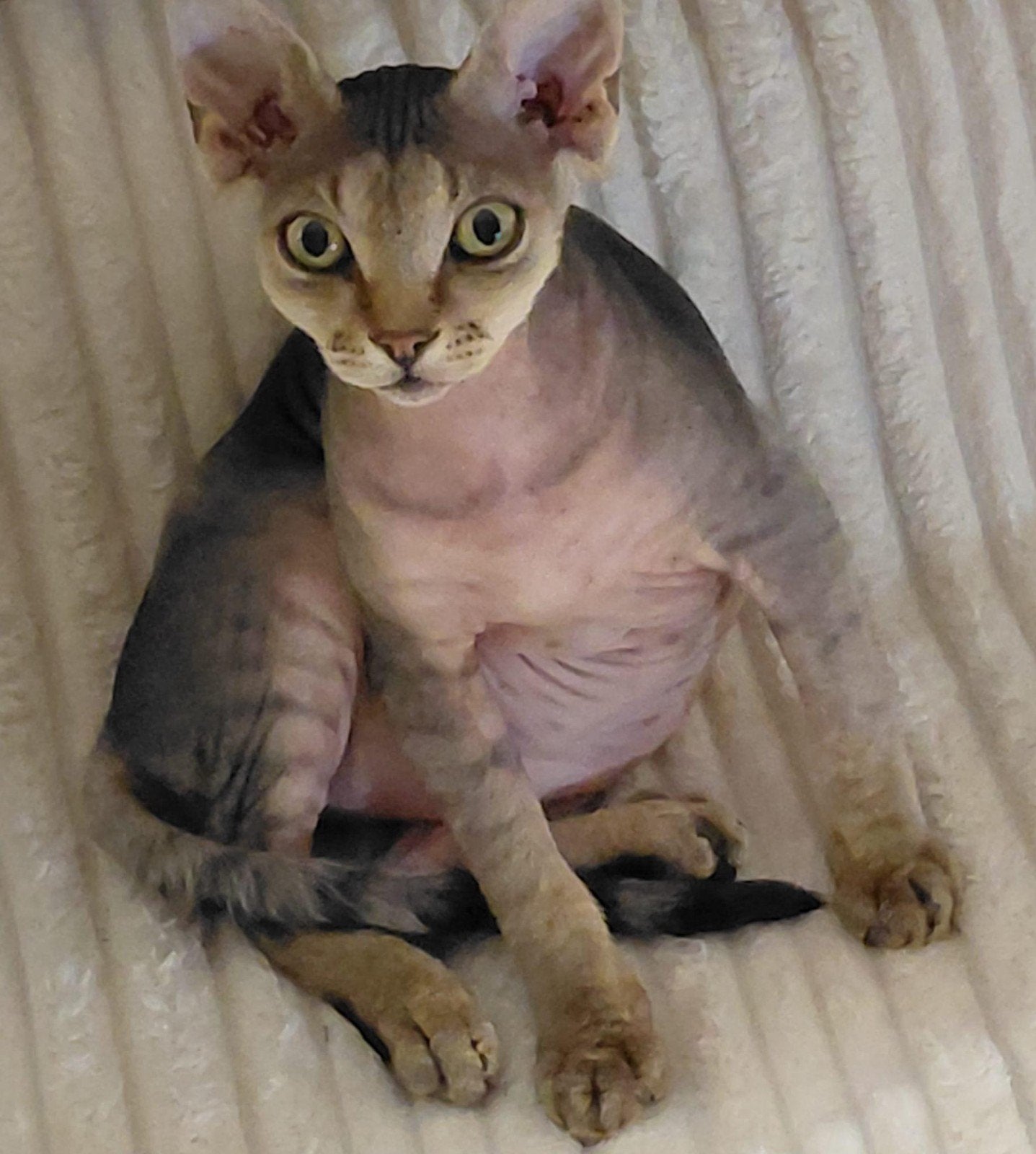 Devon Rex katertje, Kater, Gechipt, 0 tot 2 jaar