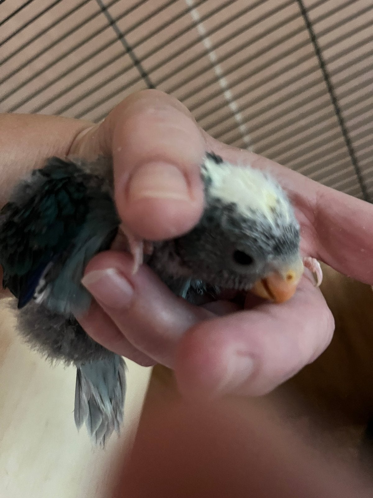 Te koop, Meerdere dieren, Parkiet
