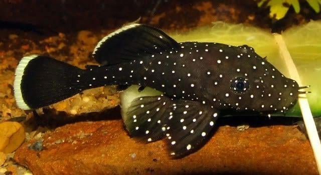 GEZOCHT! peppermint ancistrus, Vis, Zoetwatervis