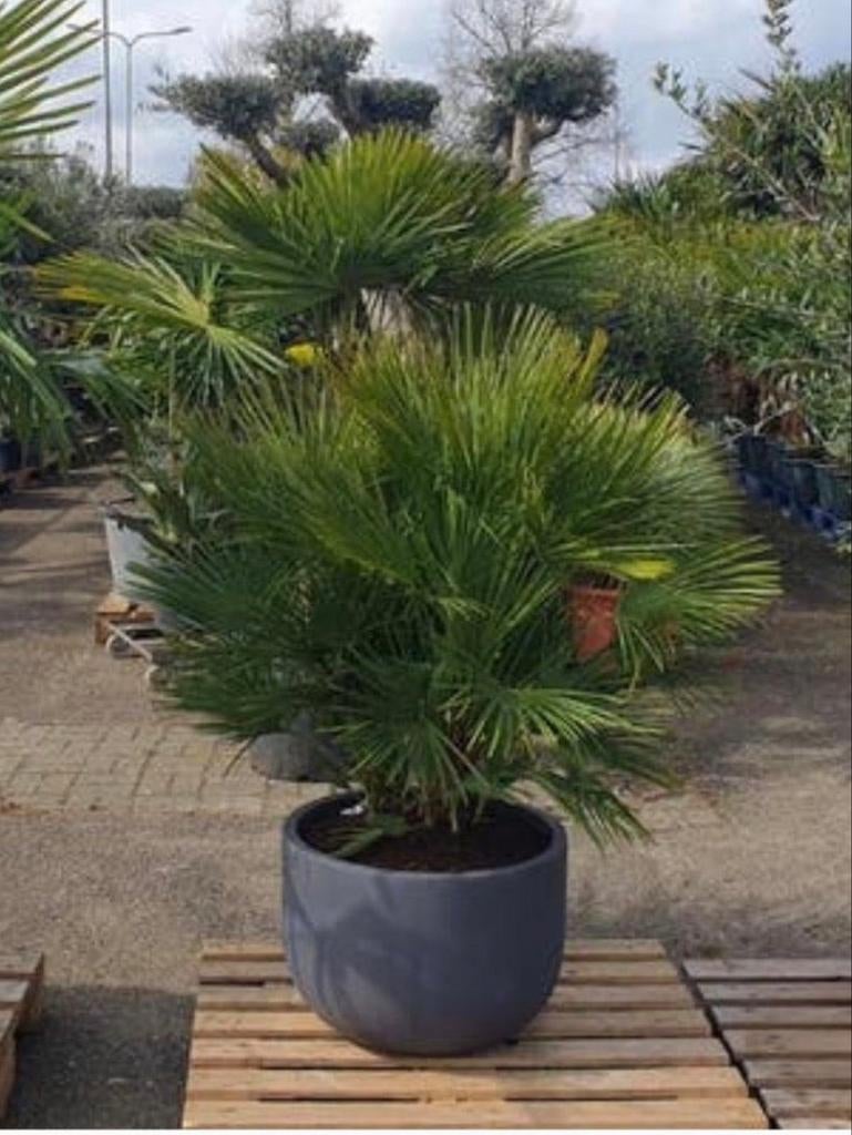 Palmboom in een deco pot, 100 tot 250 cm, Zomer, Palmboom, Ophalen