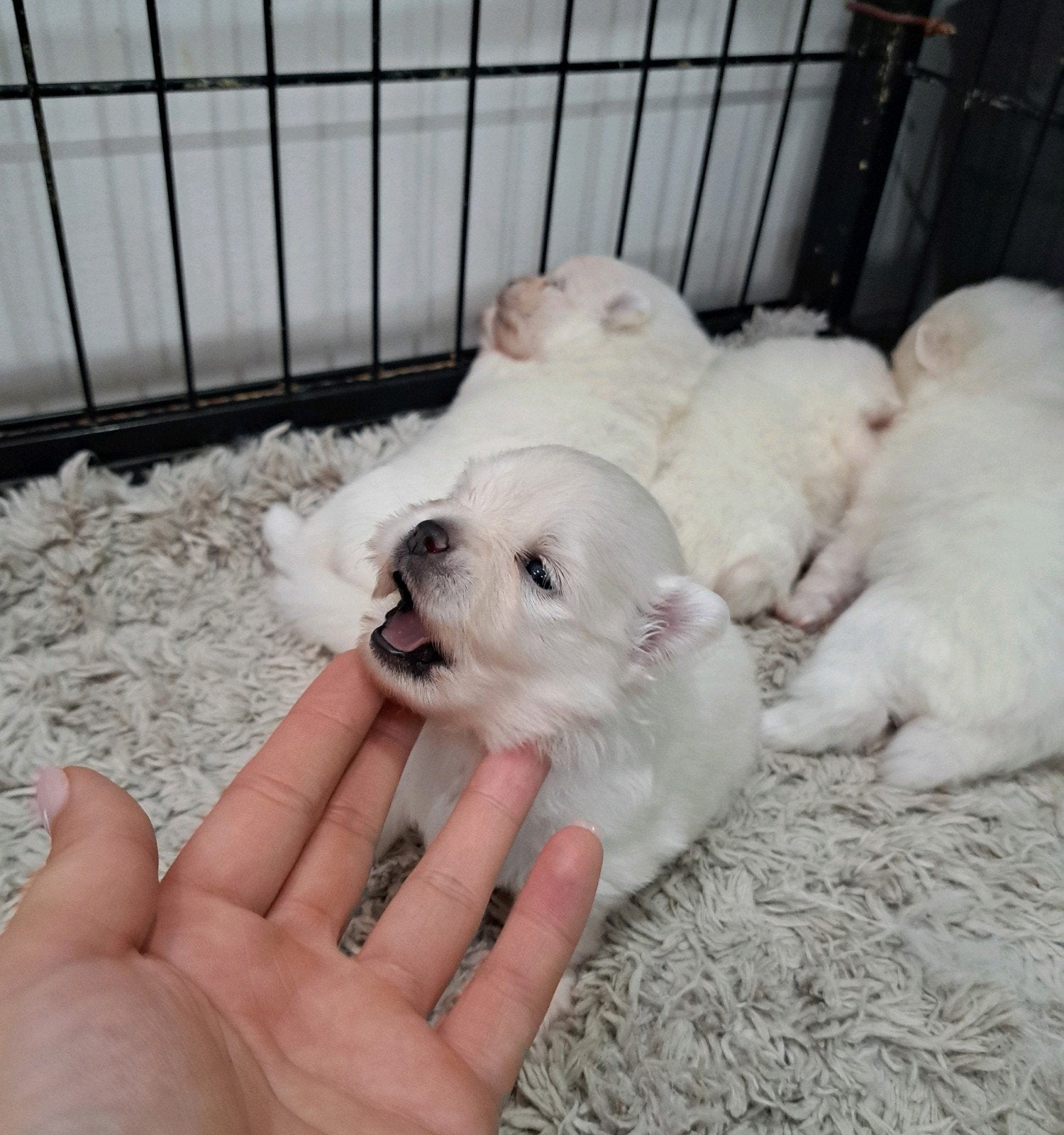 Pomeriaan pups reutjes, Meerdere, Nederland, Particulier, Reu