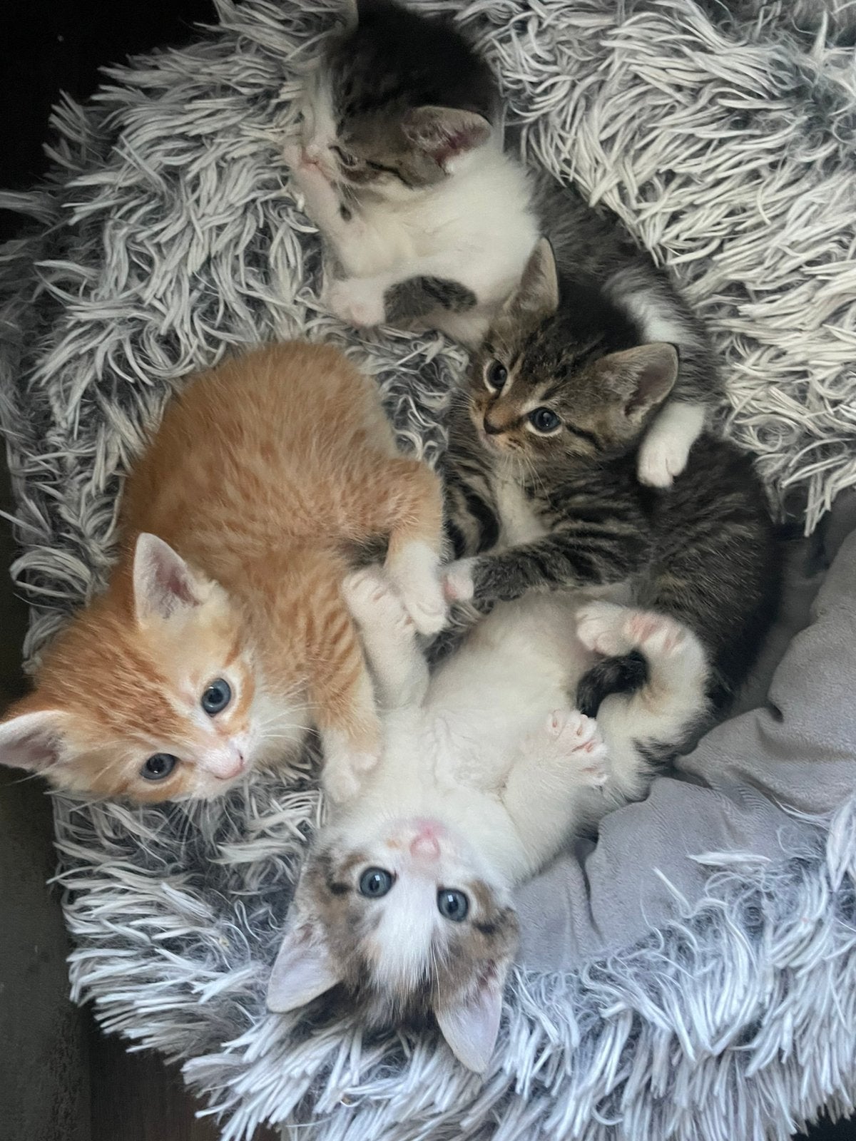 Lieve en mooie kittens, nog één beschikbaar, Meerdere dieren