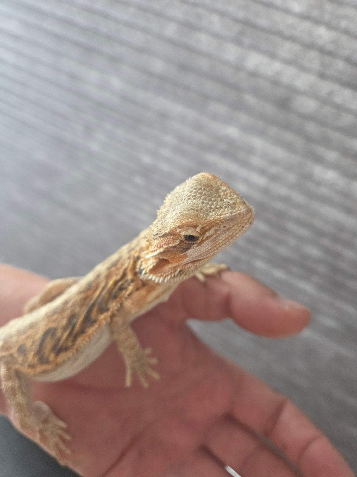 Baardagaam Pogona Vitticeps Normal Citrus Wildkleur Bearded Dragon photo 3