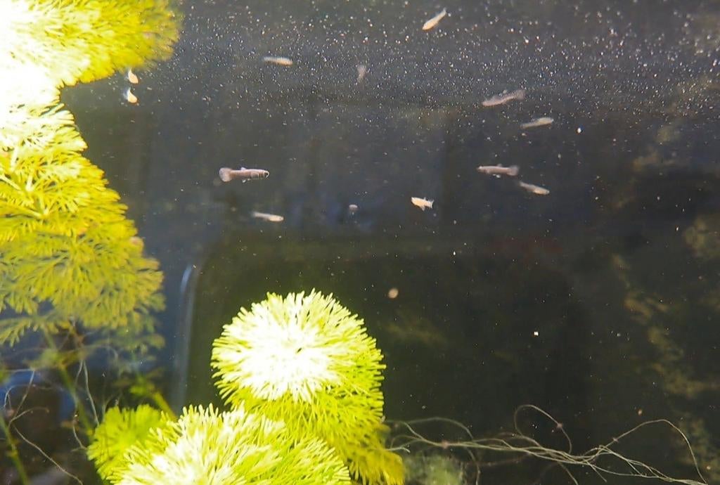Jonge Black molly's vissen, Dieren en Toebehoren, Vis, Zoetwatervis