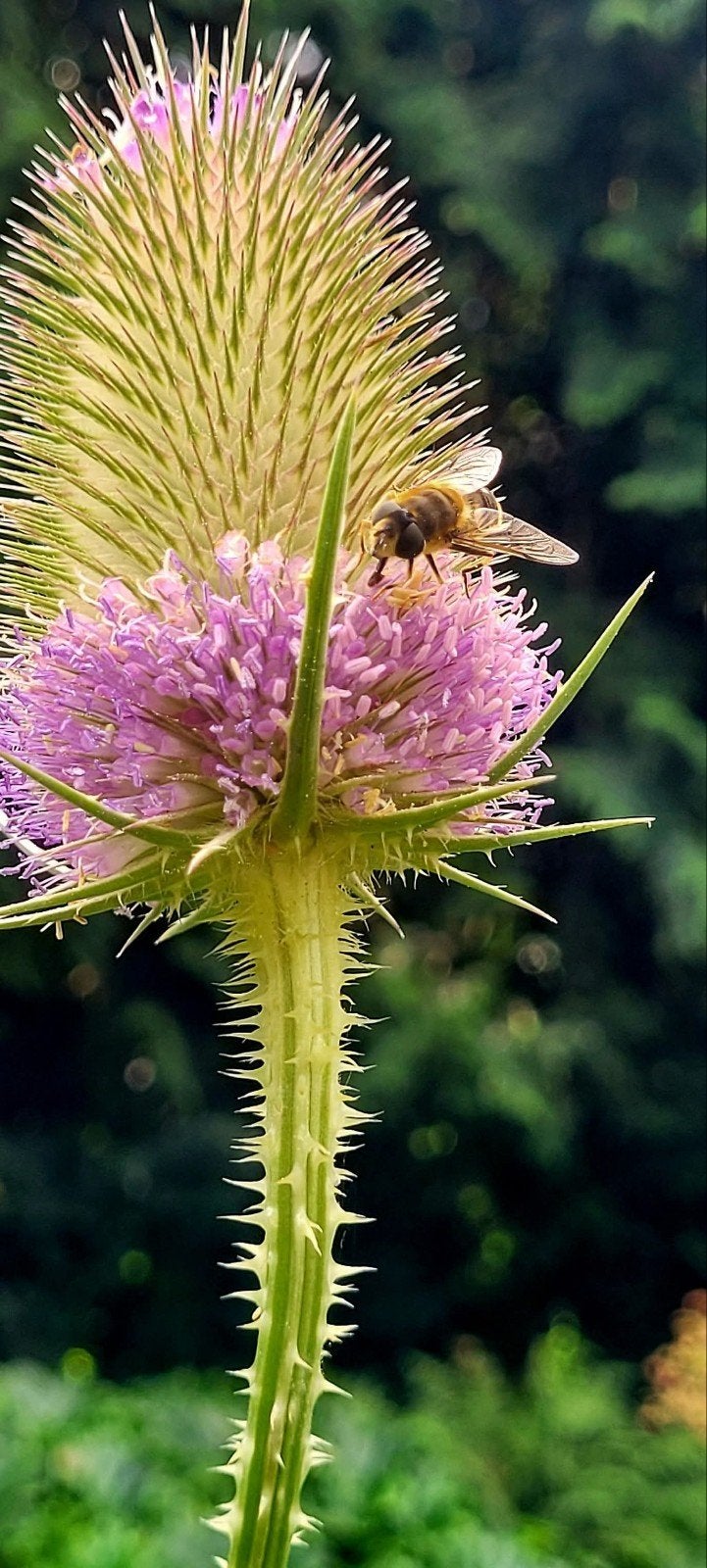 vaste planten of 2 jarige planten, Ophalen, Overige soorten, Halfschaduw
