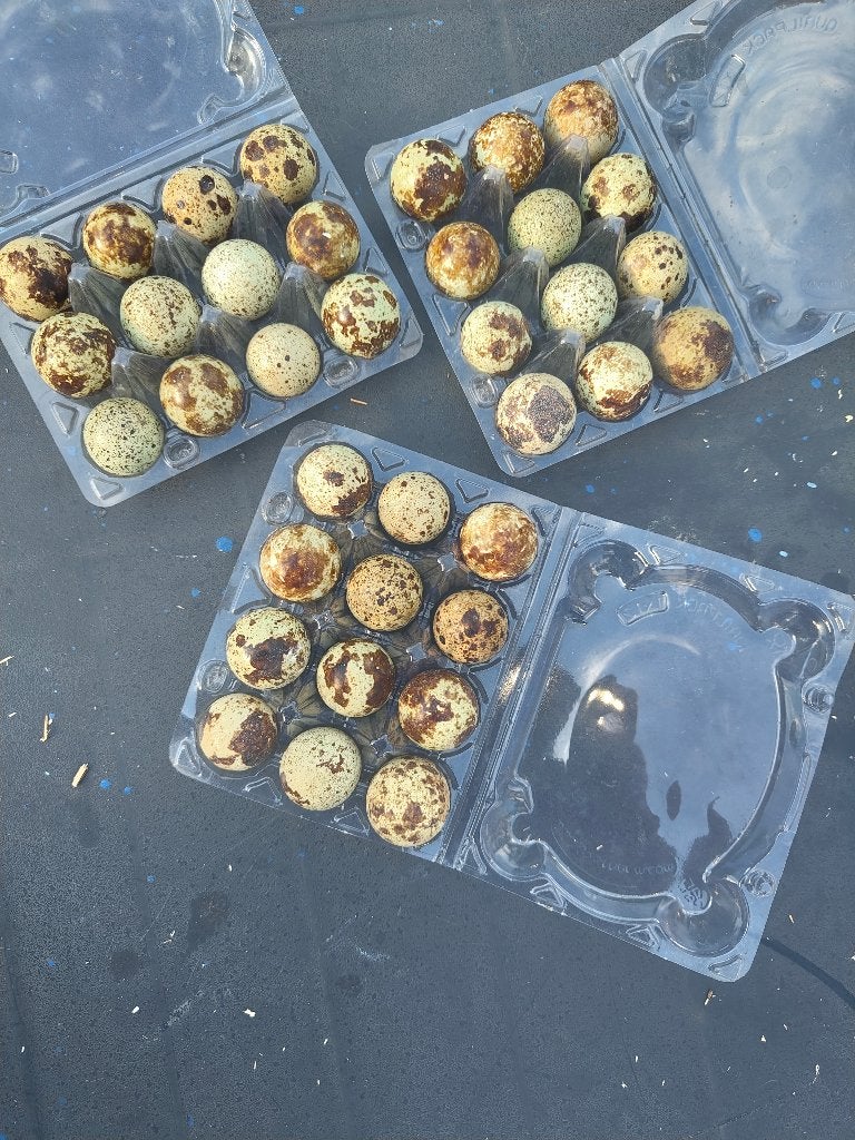 Kwarteleitjes  Kwarteleiren  Dagverse eiren, Kip