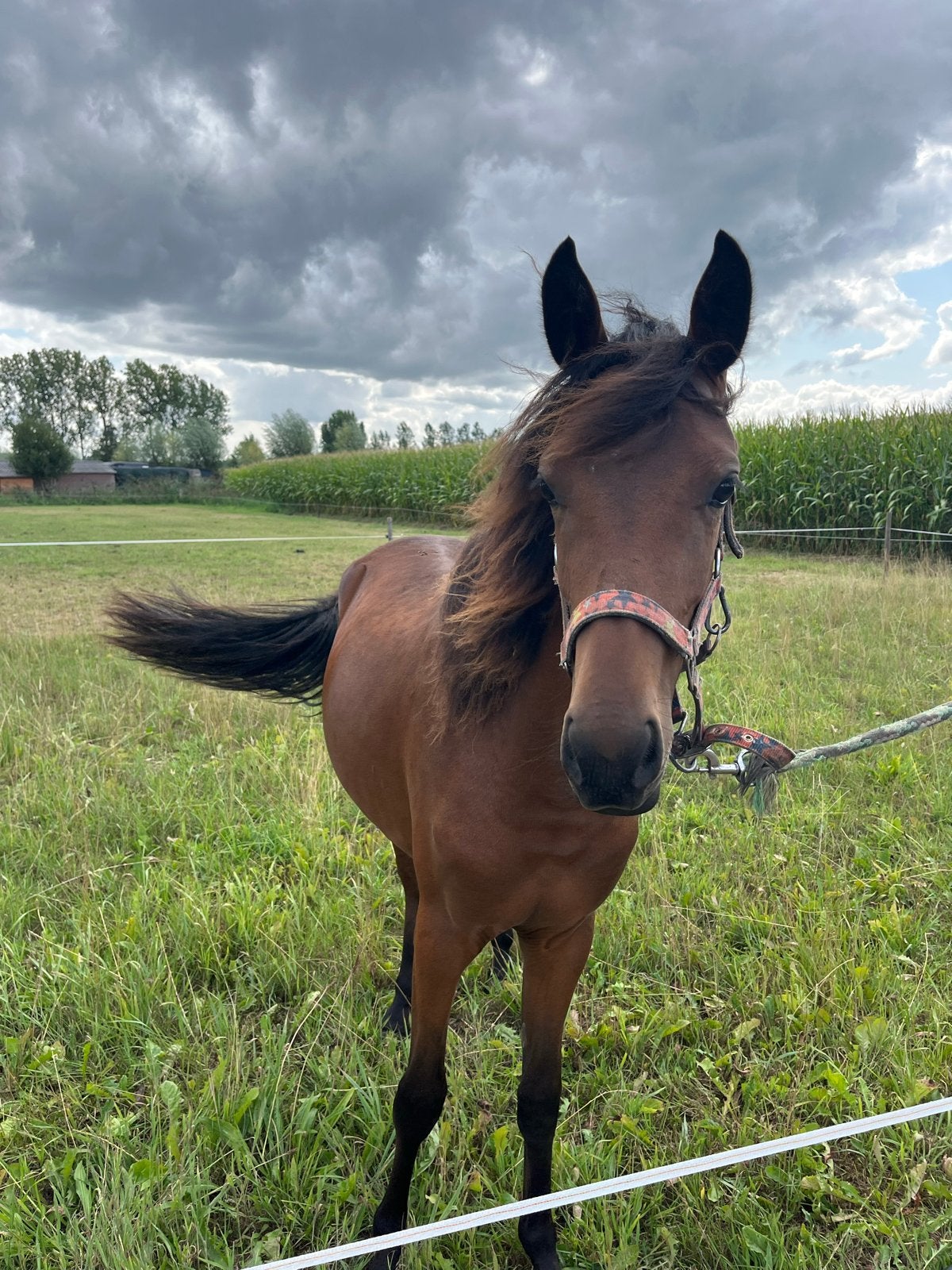 2 toekomstige D ponys te koop, Dieren en Toebehoren, Paarden, Meerdere dieren, Niet van toepassing, Minder dan 160 cm, 0 tot 2 jaar