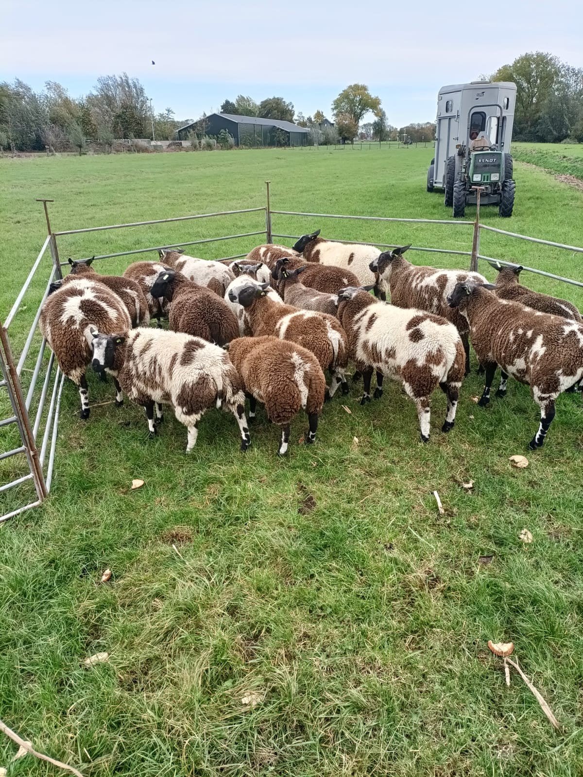 Luxe bonte ooilammeren, Vrouwelijk, Schaap, 0 tot 2 jaar