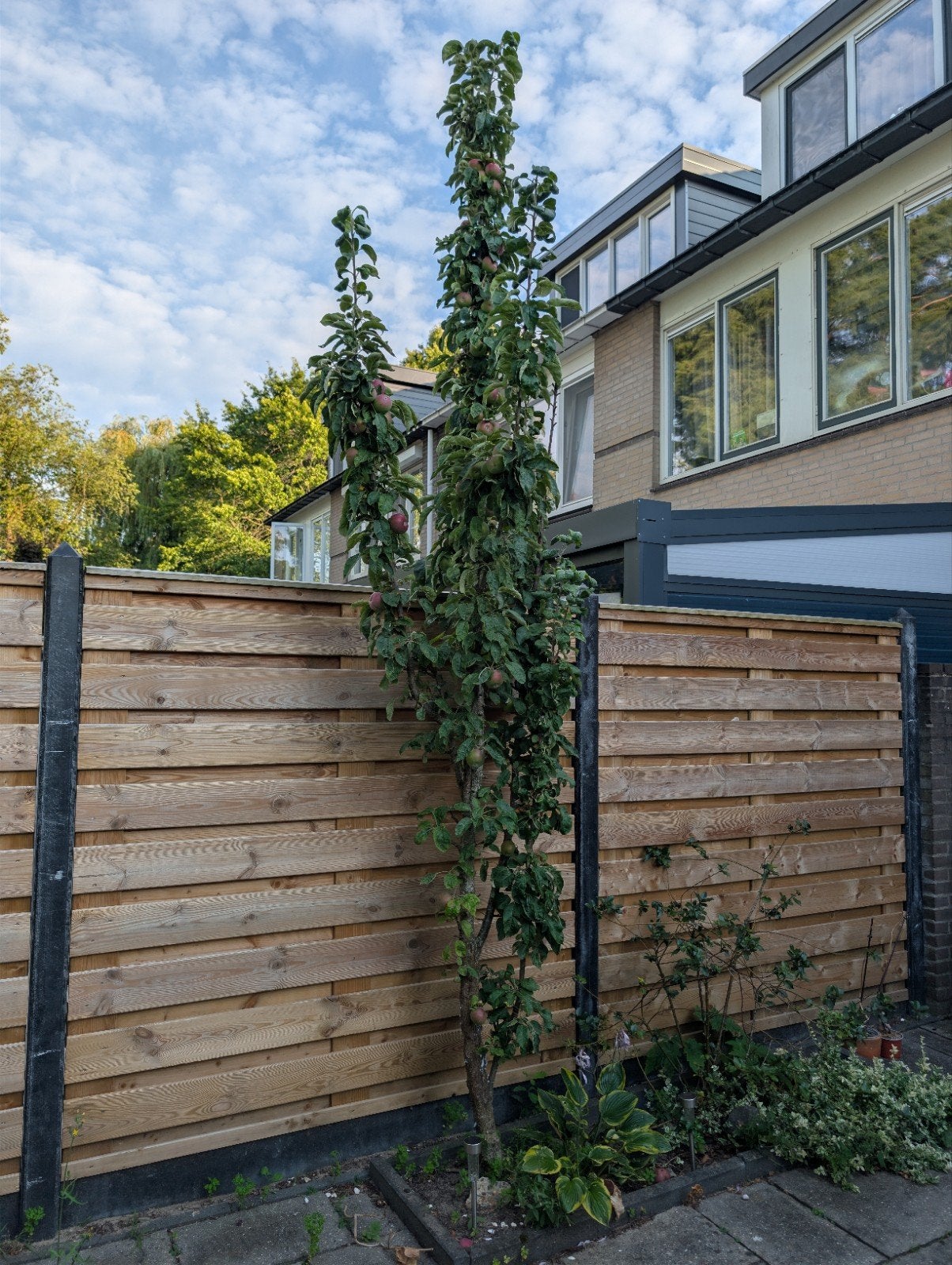 Gratis - Slanke appelboom - Ideaal voor Kleine Tuinen, Tuin en Terras, Planten | Bomen, Lente, 250 tot 400 cm, Zuilboom, Ophalen