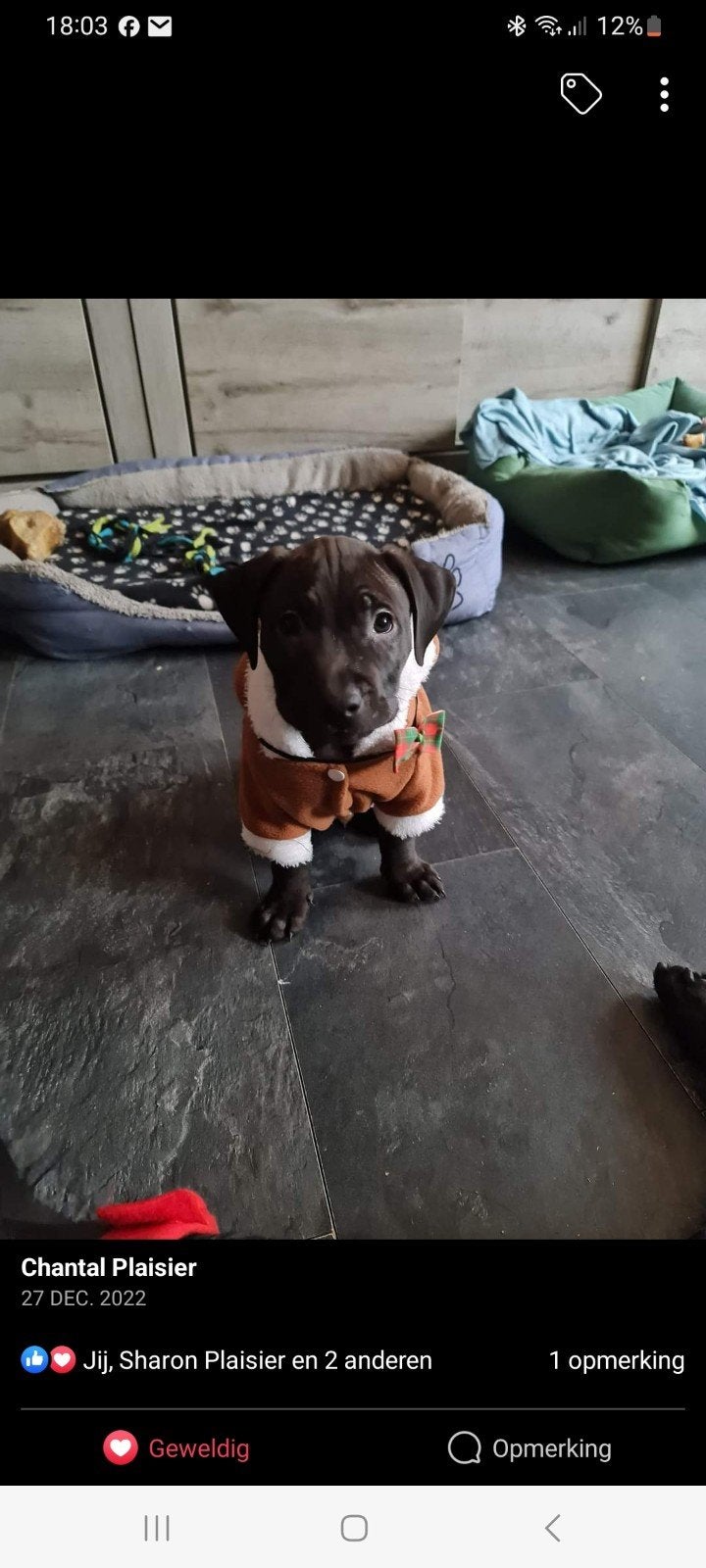 Super leuke honde hoodi (Kleine hond), Dieren en Toebehoren, Ophalen of Verzenden, Zo goed als nieuw, Hondentrui, Met capuchon