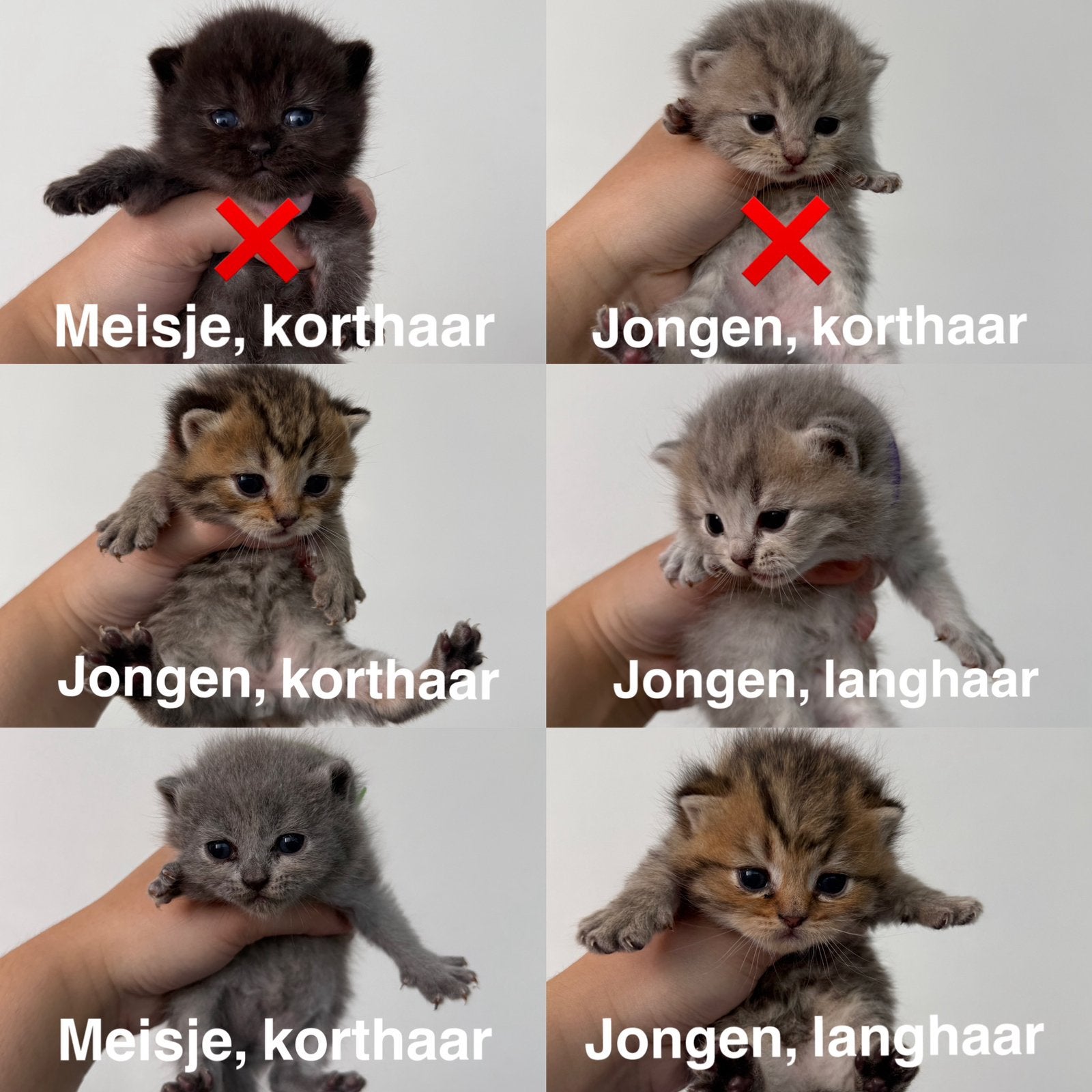 Britse kort &lang haar kittens, Meerdere dieren, Kortharig, 0 tot 2 jaar